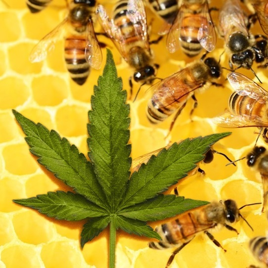 Пасічник вигадав незвичний спосід покращення стану бджіл